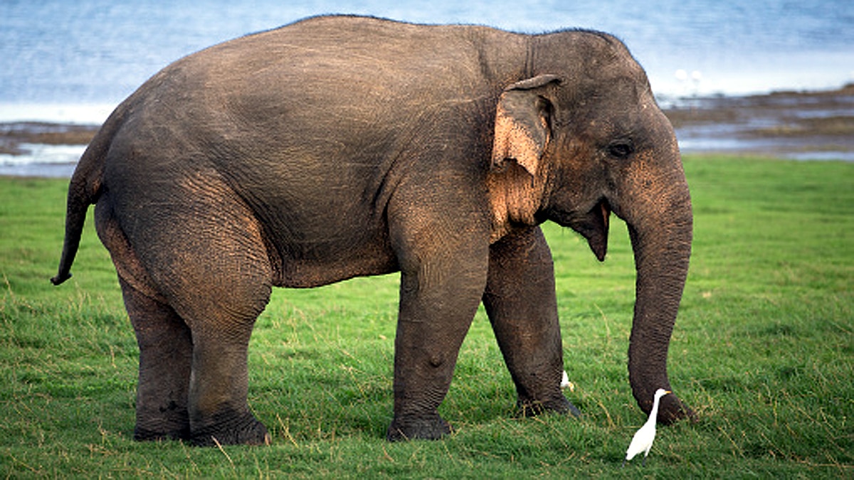 10 Biggest Animal Migrations