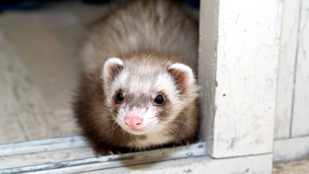 Ferrets get experimental corona vaccine