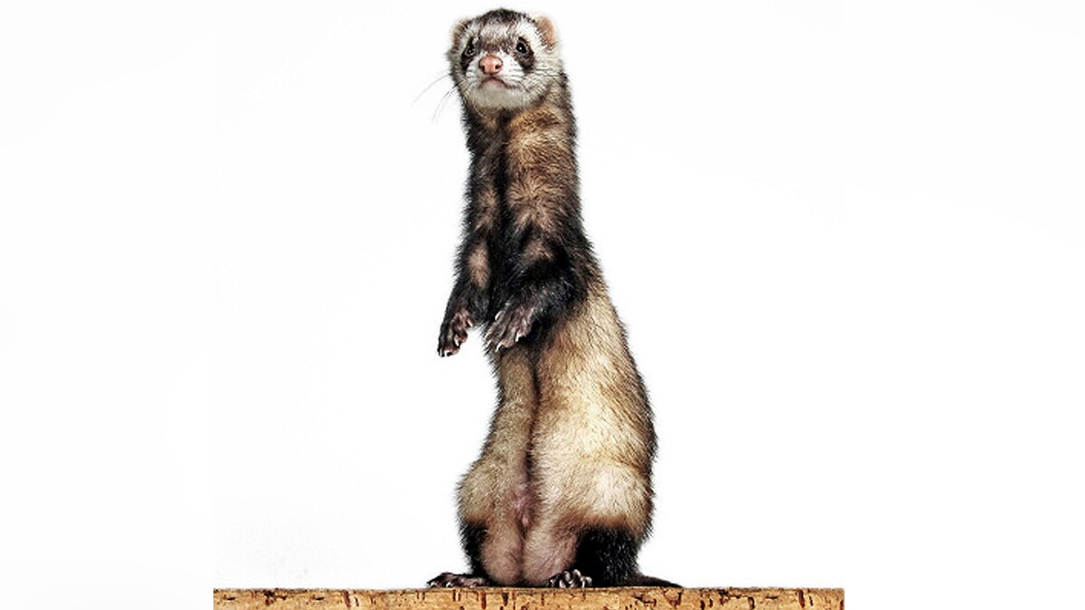 Ferrets get experimental corona vaccine