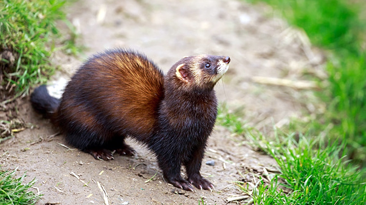 Ferrets get experimental corona vaccine