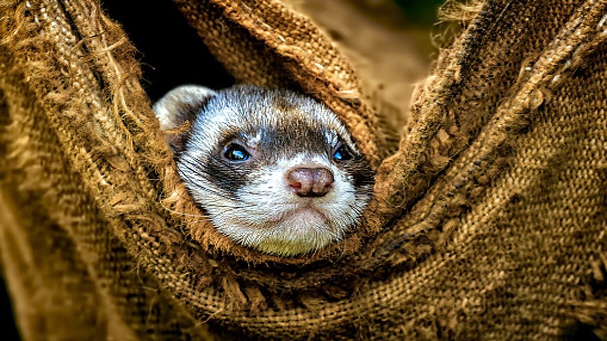Ferrets get experimental corona vaccine