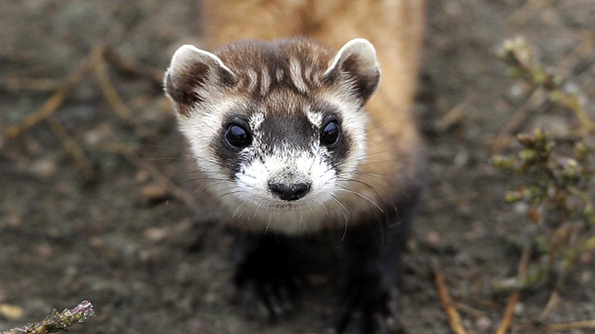 Ferrets get experimental corona vaccine