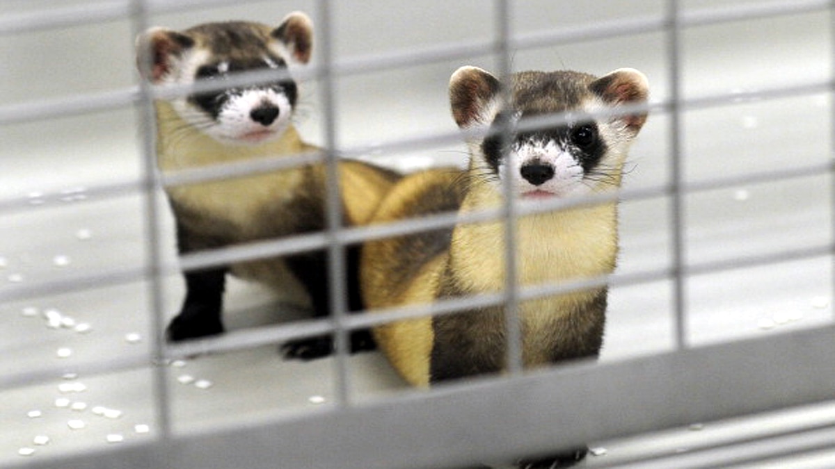 Ferrets get experimental corona vaccine