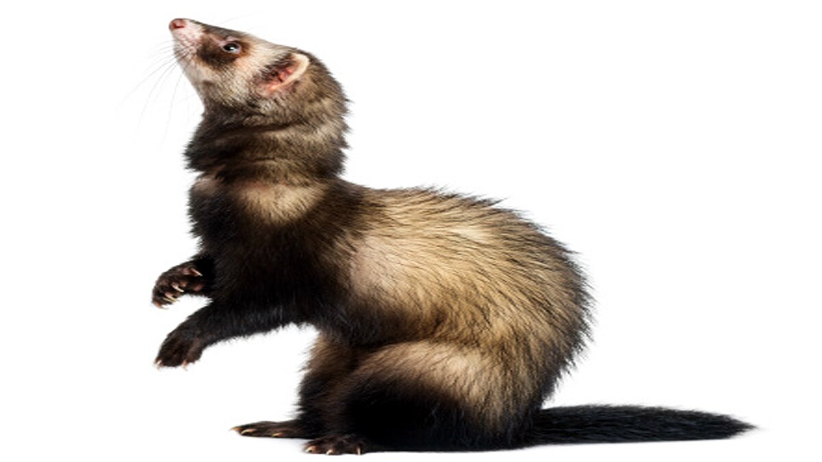Ferrets get experimental corona vaccine