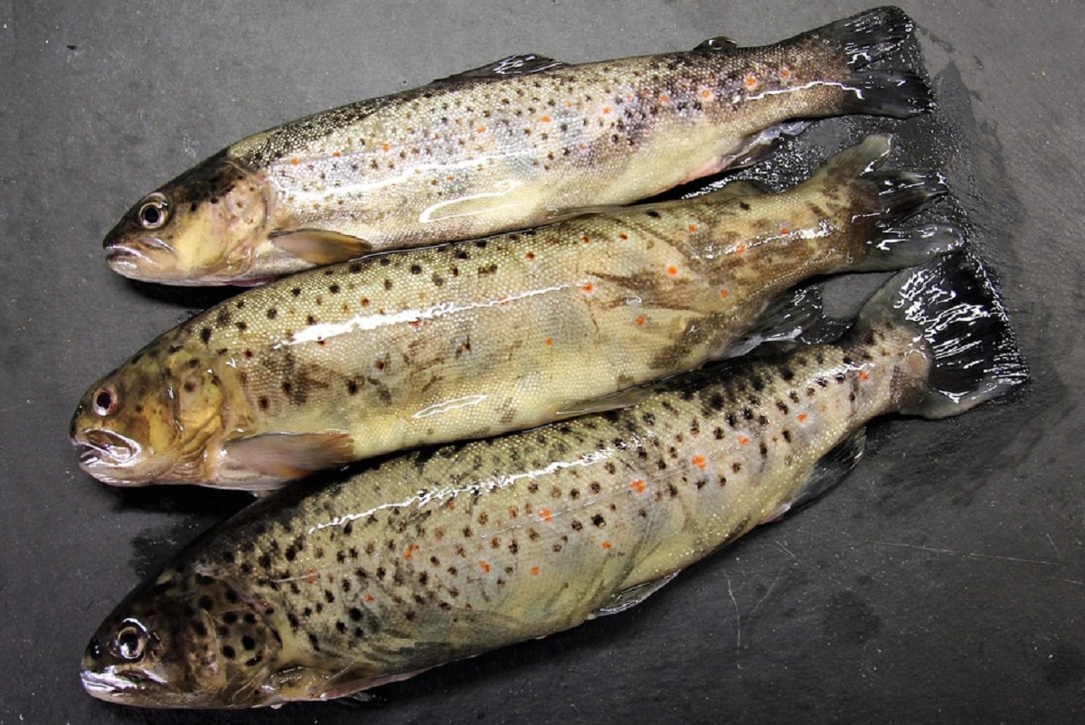 साल्मन फिश