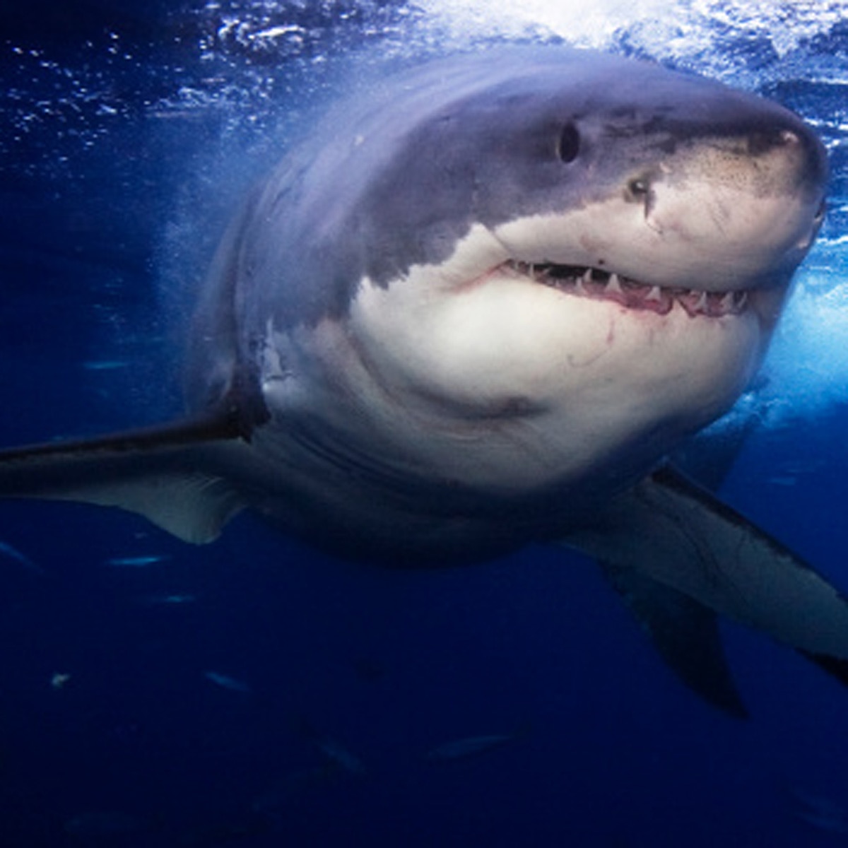 प्रतीकात्मक तस्वीर