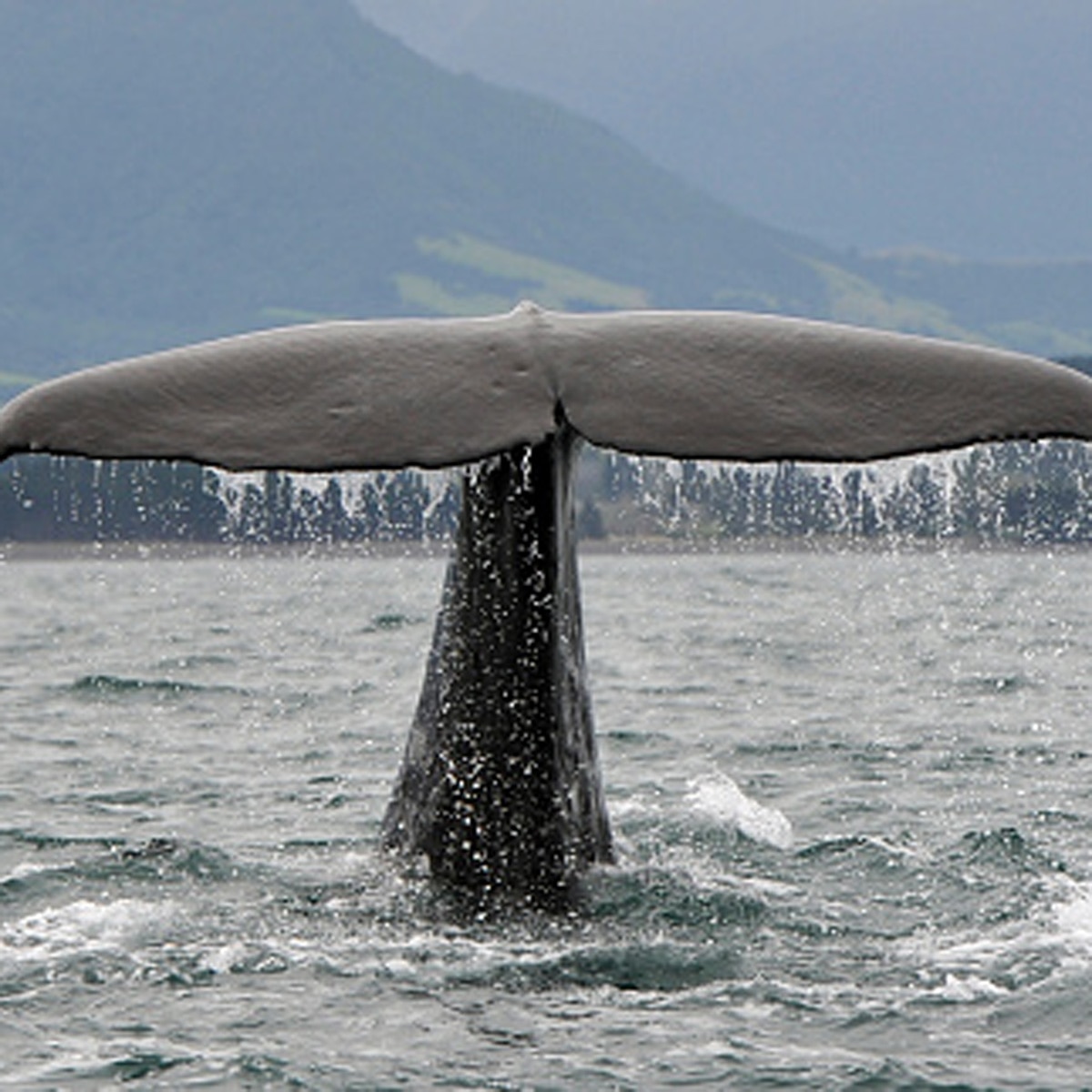 प्रतीकात्मक तस्वीर