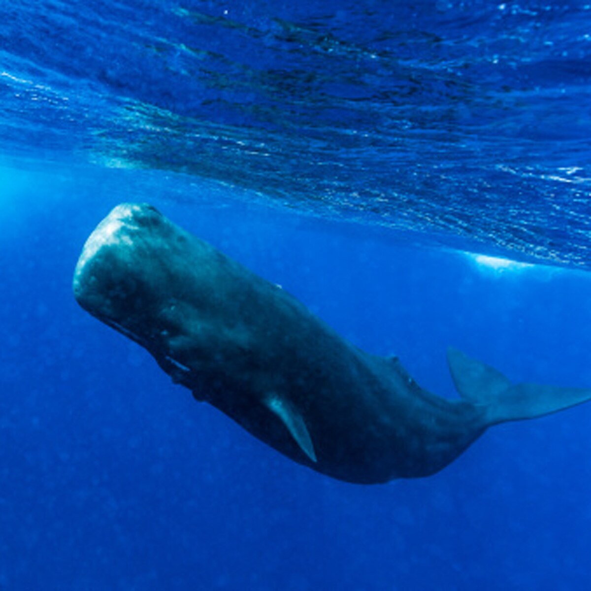 प्रतीकात्मक तस्वीर