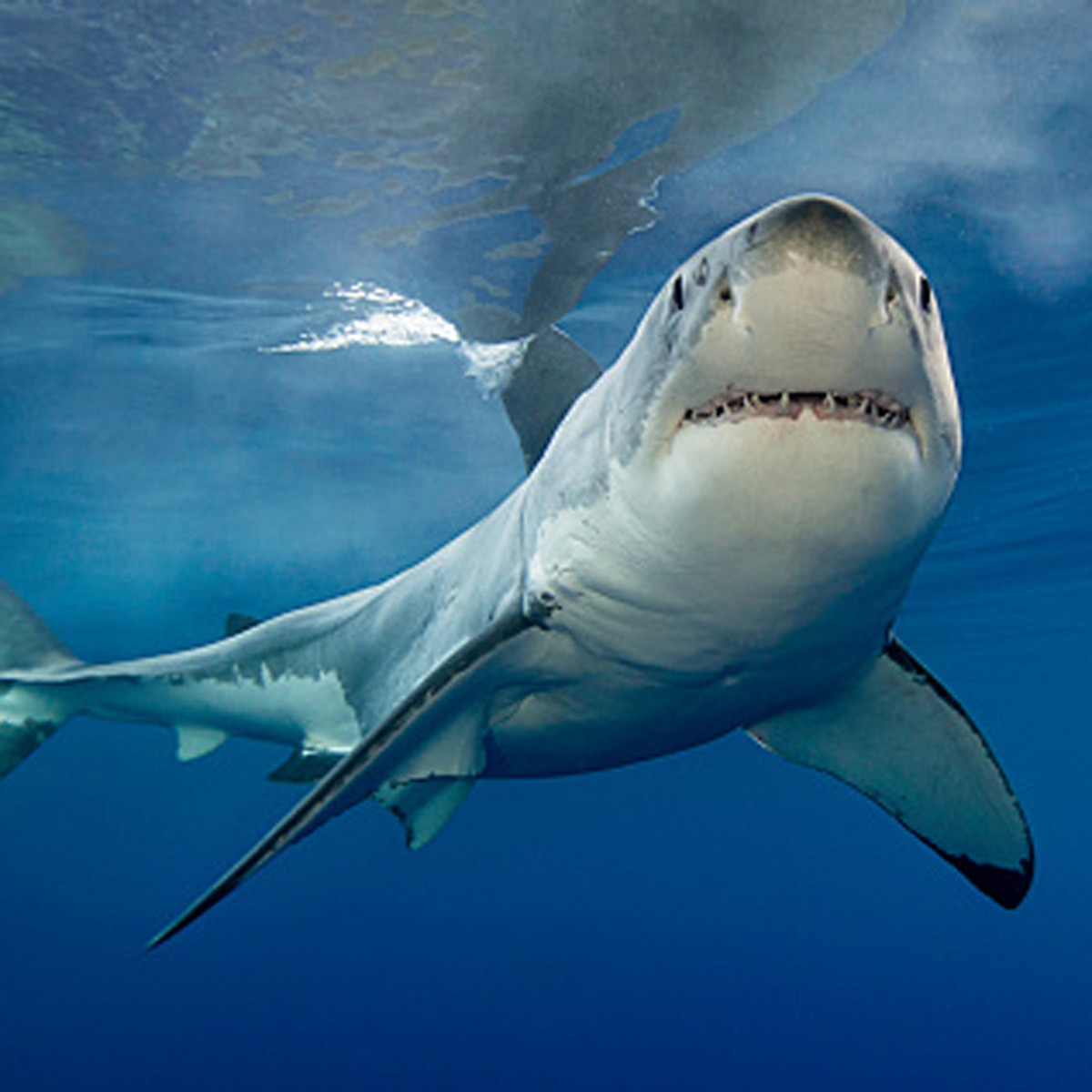 प्रतीकात्मक तस्वीर