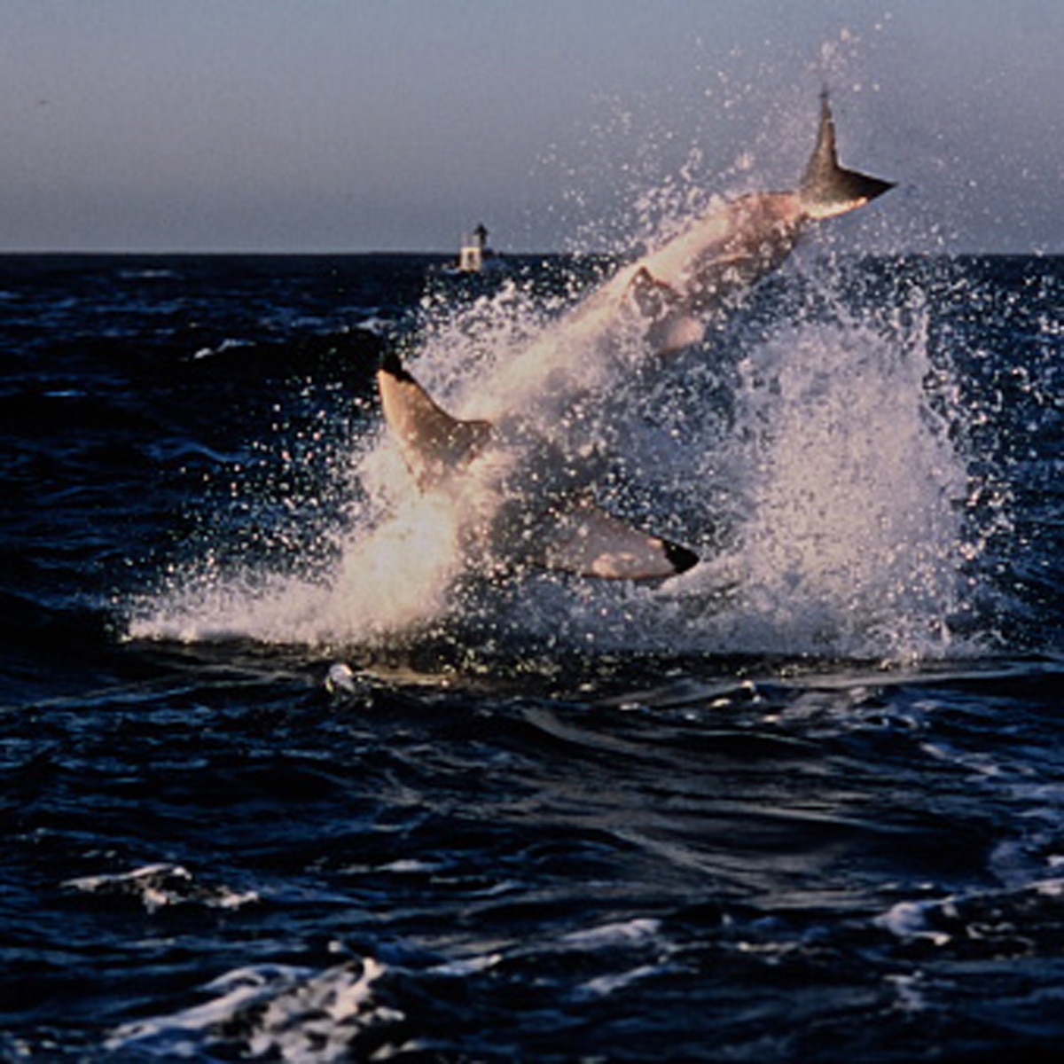 प्रतीकात्मक तस्वीर