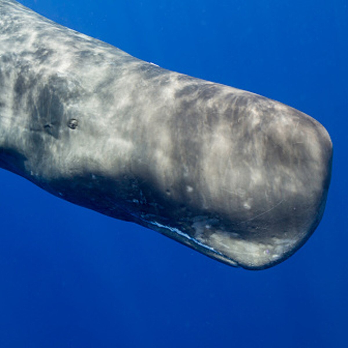 प्रतीकात्मक तस्वीर