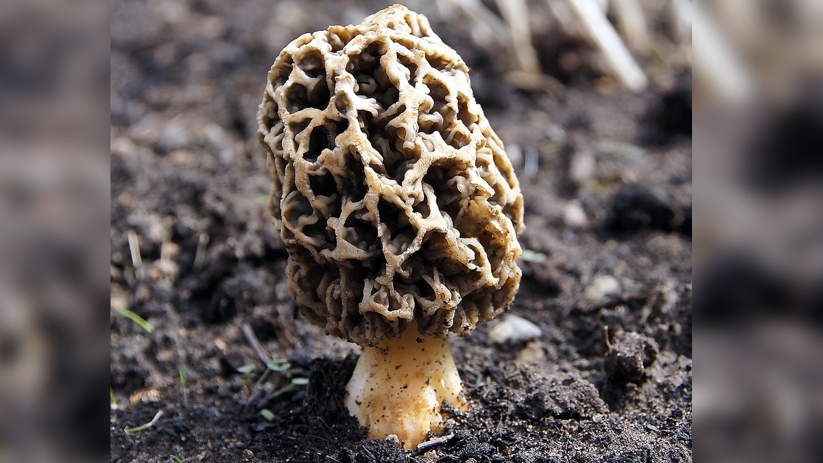 GI Tag sought for India's Costliest Mushroom Gucchi