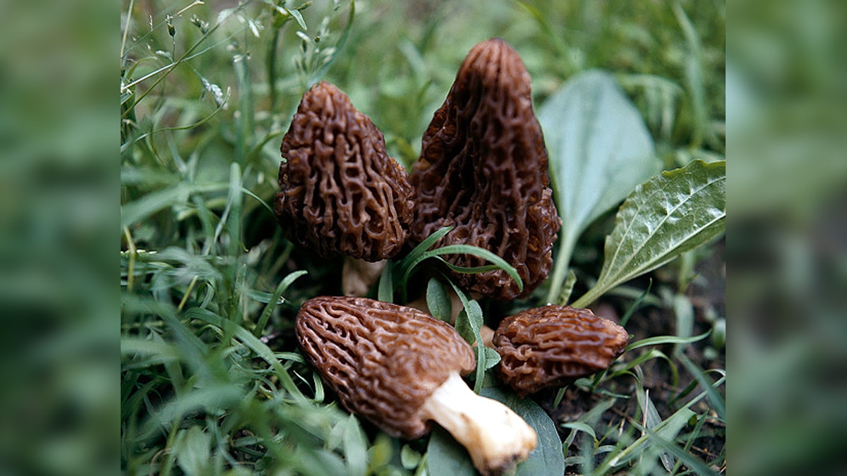 GI Tag sought for India's Costliest Mushroom Gucchi