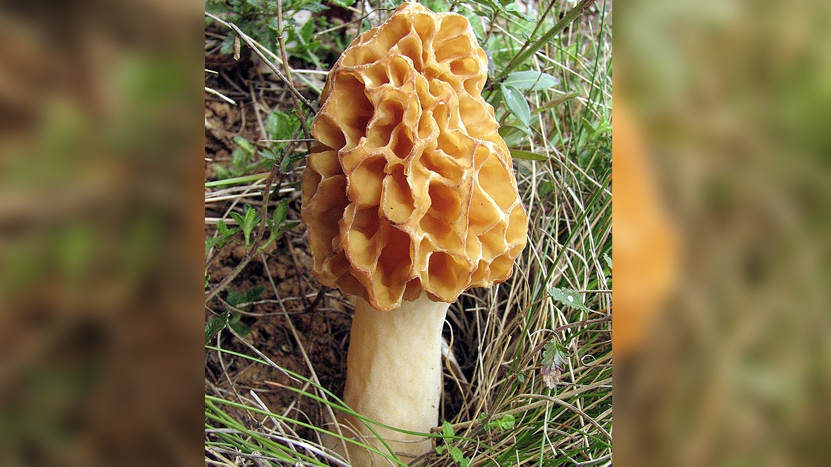 GI Tag sought for India's Costliest Mushroom Gucchi