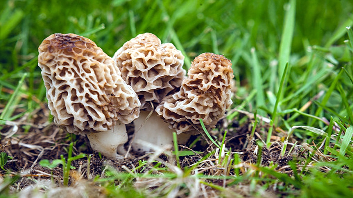 GI Tag sought for India's Costliest Mushroom Gucchi
