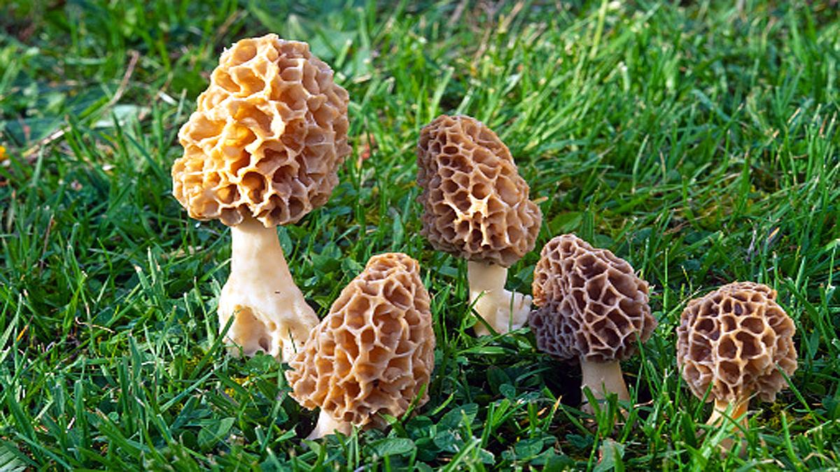 GI Tag sought for Indias Costliest Mushroom Gucchi