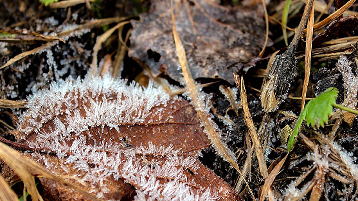 Hair Ice rotting trees all over the world
