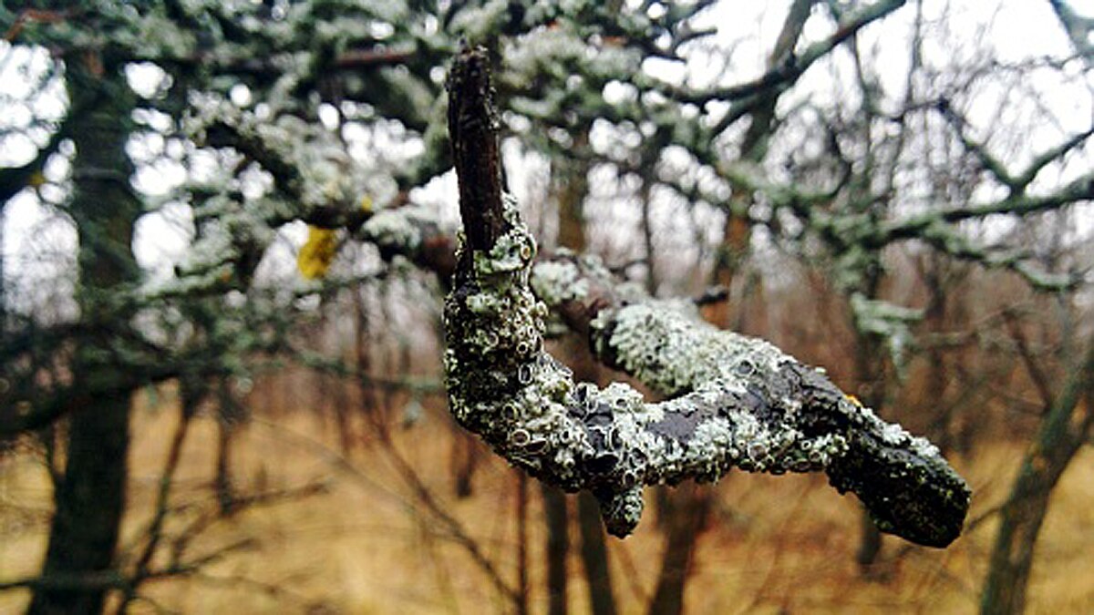 Hair Ice rotting trees all over the world