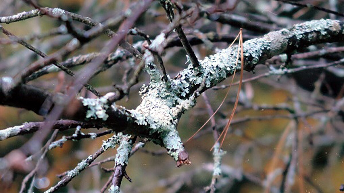 Hair Ice rotting trees all over the world