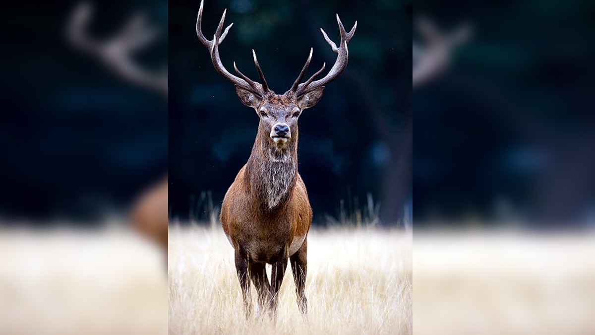 Himalayan Deer Hangul Return to Srinagar