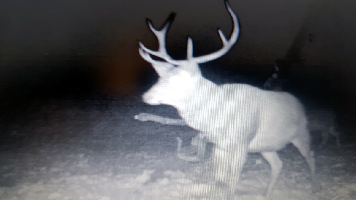 Himalayan Deer Hangul Return to Srinagar