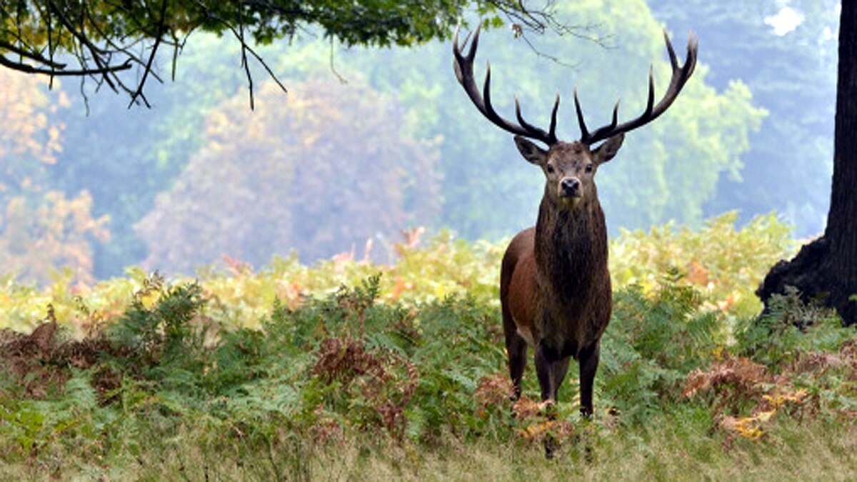 Himalayan Deer Hangul Return to Srinagar