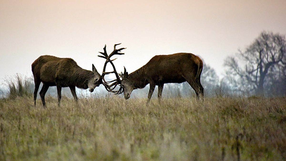 Himalayan Deer Hangul Return to Srinagar