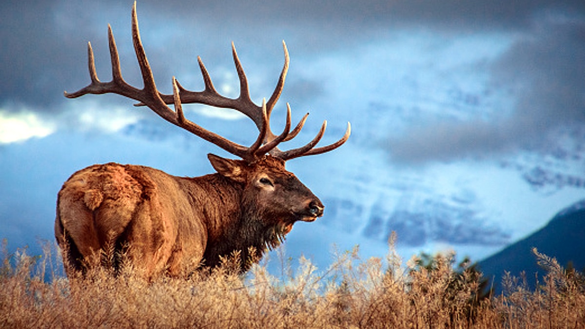 Himalayan Deer Hangul Return to Srinagar