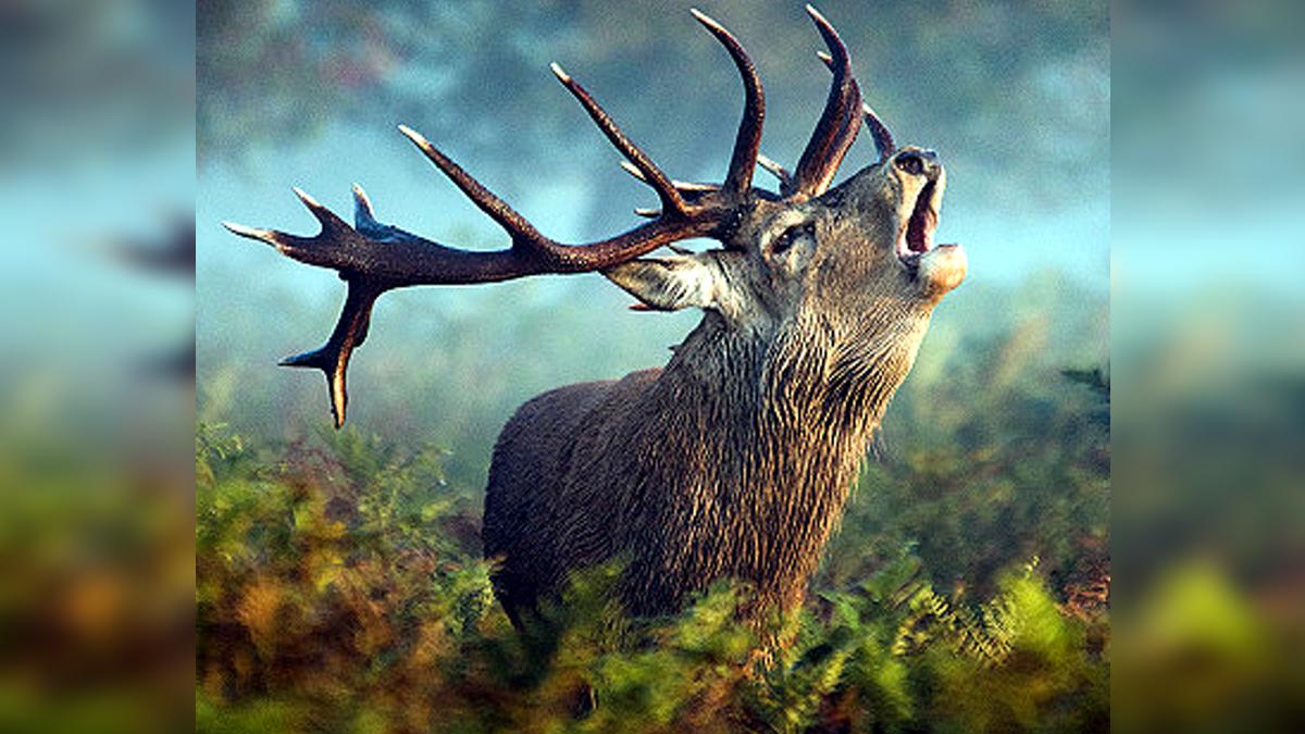 Himalayan Deer Hangul Return to Srinagar