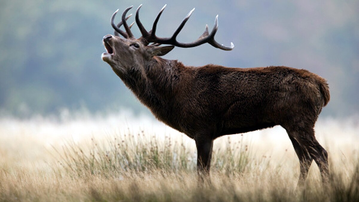 Himalayan Deer Hangul Return to Srinagar