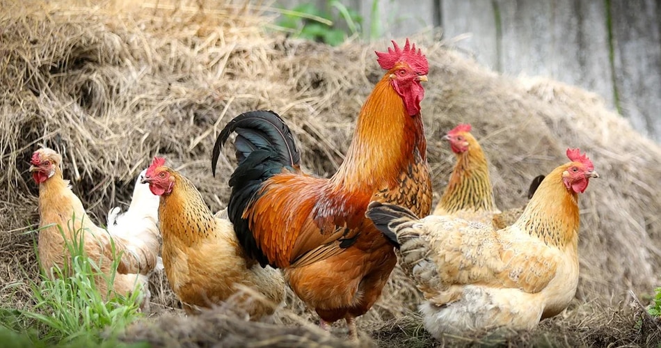  बर्ड फ्लू 2