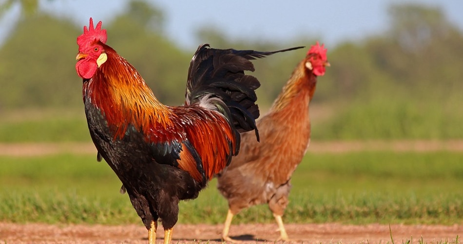  बर्ड फ्लू 3