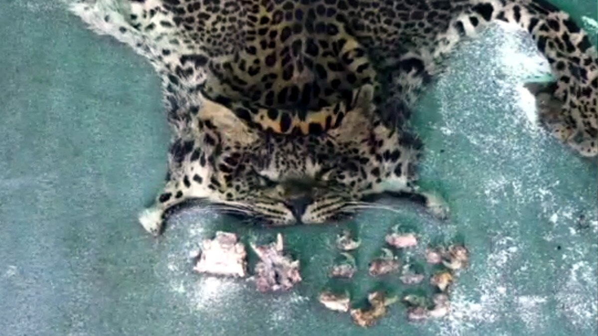 जाल में फंसा तेंदुआ तो उसी का बना लिया मीट