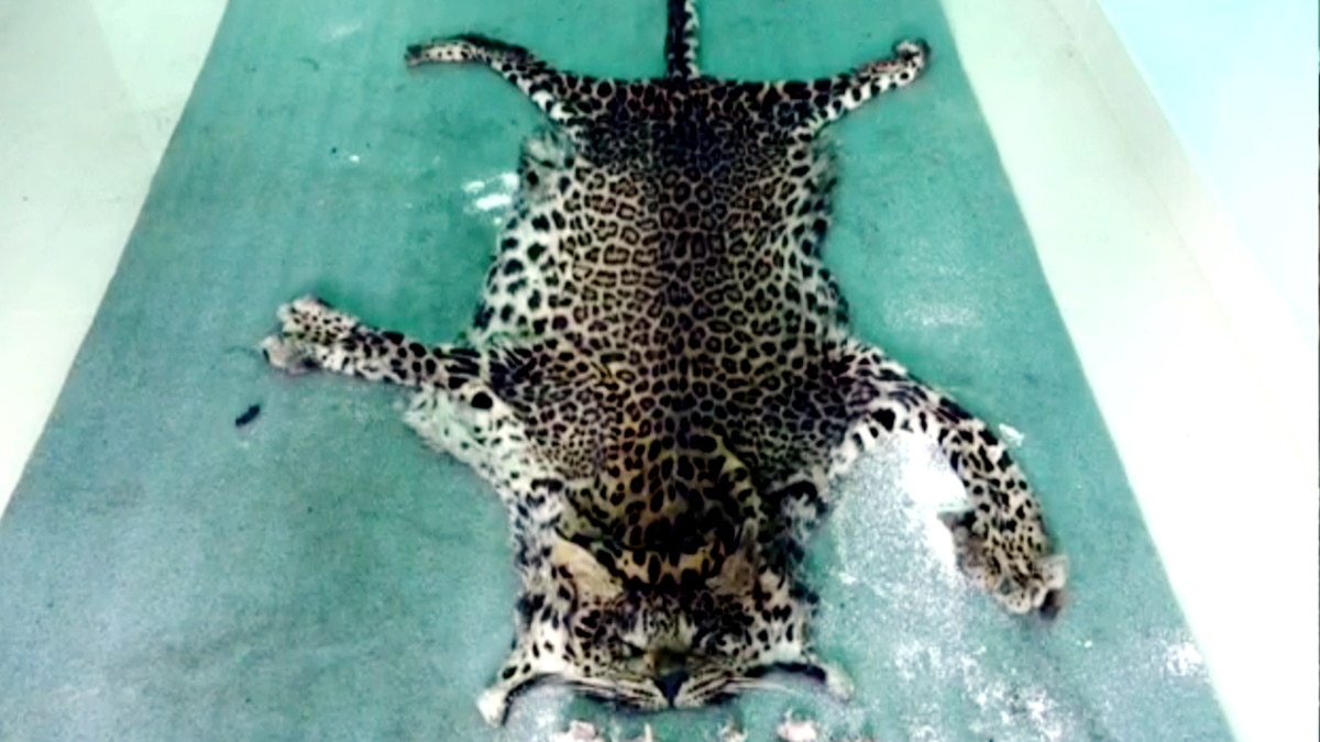 जाल में फंसा तेंदुआ तो उसी का बना लिया मीट