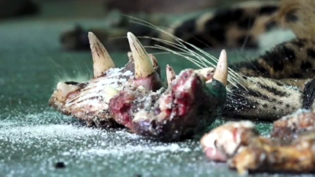 जाल में फंसा तेंदुआ तो उसी का बना लिया मीट