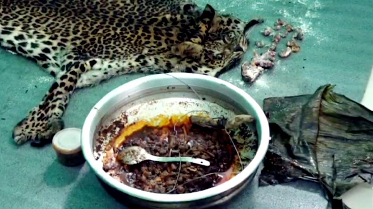 तेंदुए को मारकर बनाया मीट.