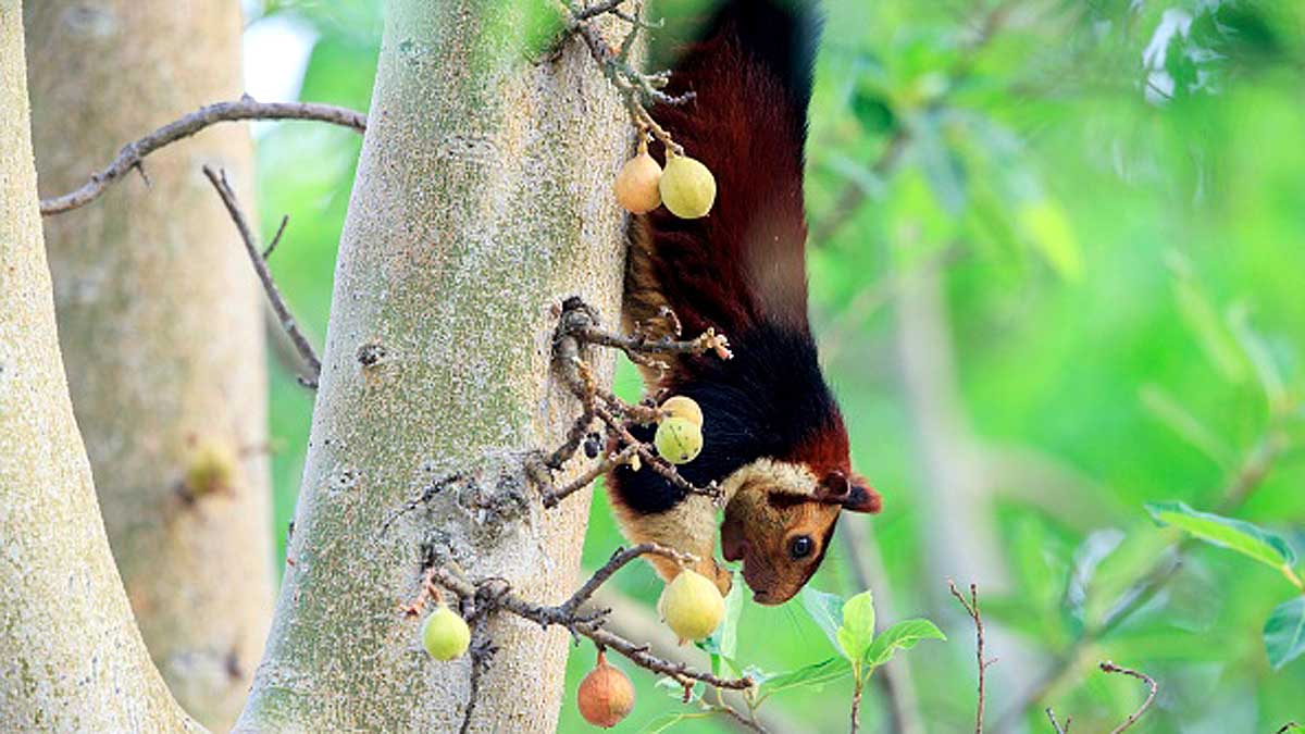 Giant Indian Multicolor Squirrels