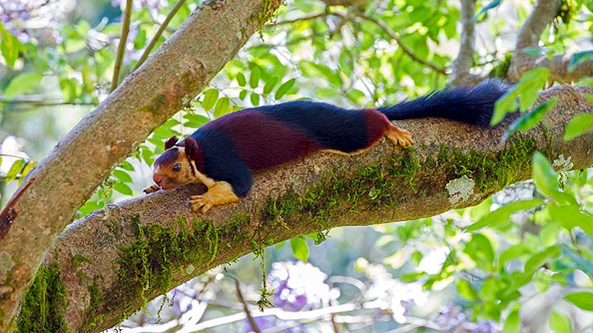 Giant Indian Multicolor Squirrels