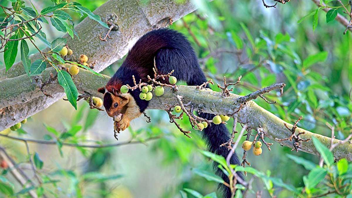 Giant Indian Multicolor Squirrels