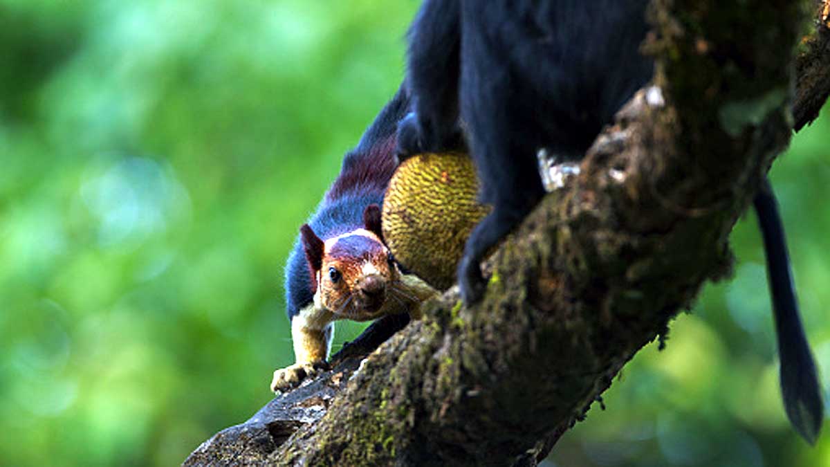 Giant Indian Multicolor Squirrels