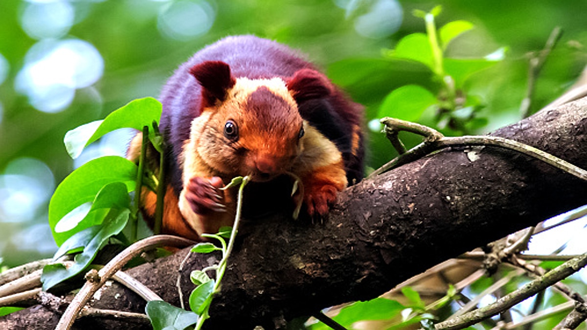 Giant Indian Multicolor Squirrels