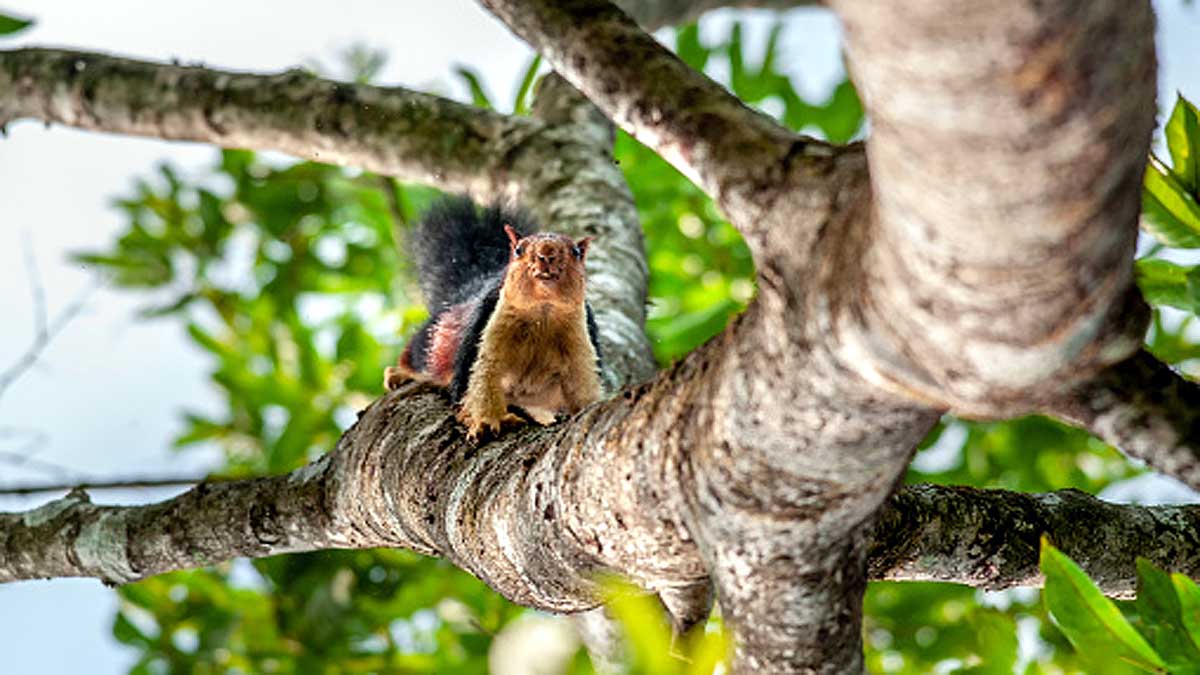 Giant Indian Multicolor Squirrels