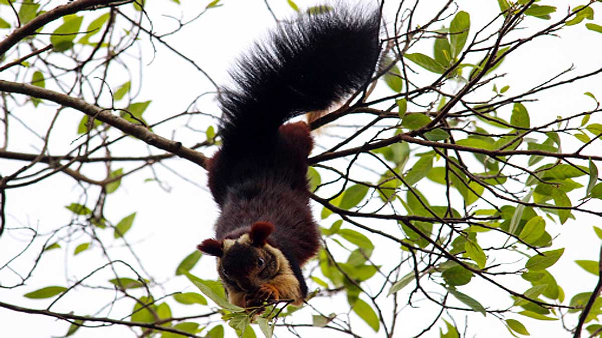 Giant Indian Multicolor Squirrels