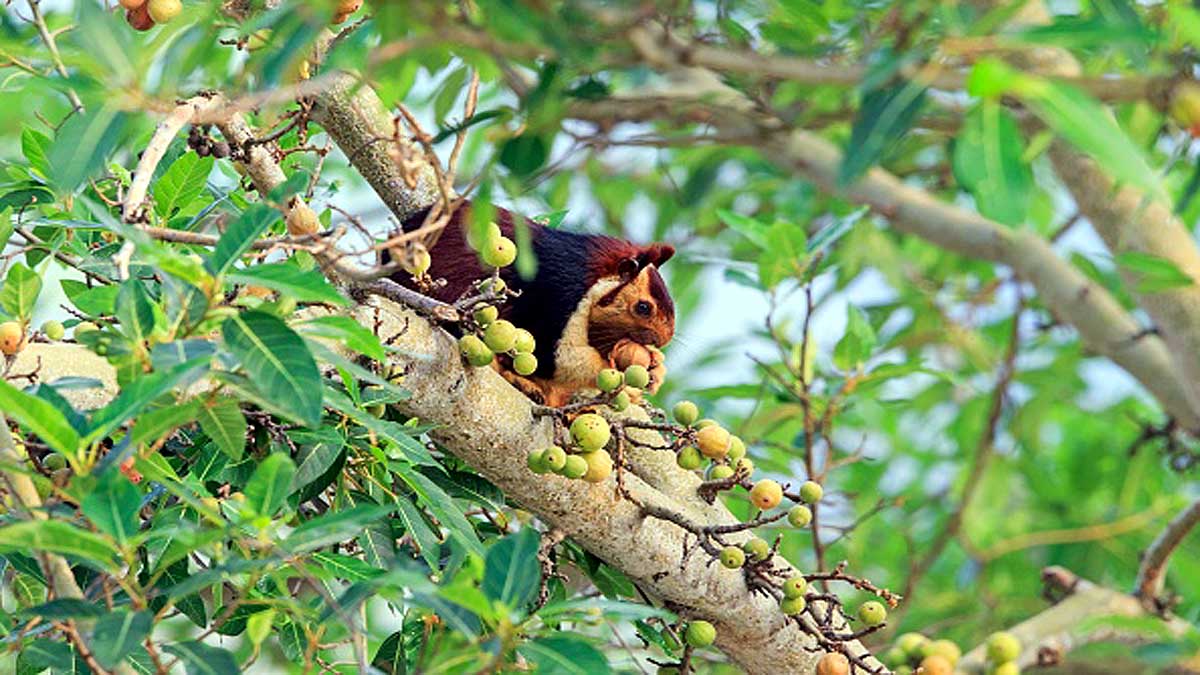 Giant Indian Multicolor Squirrels