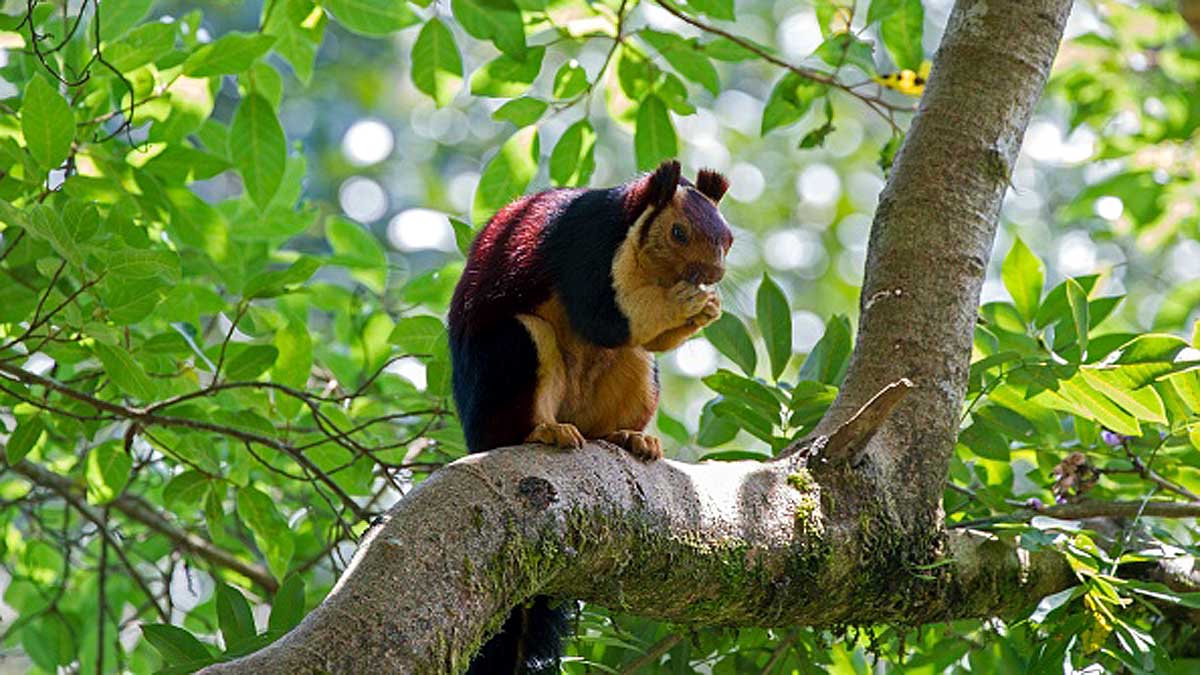 Giant Indian Multicolor Squirrels