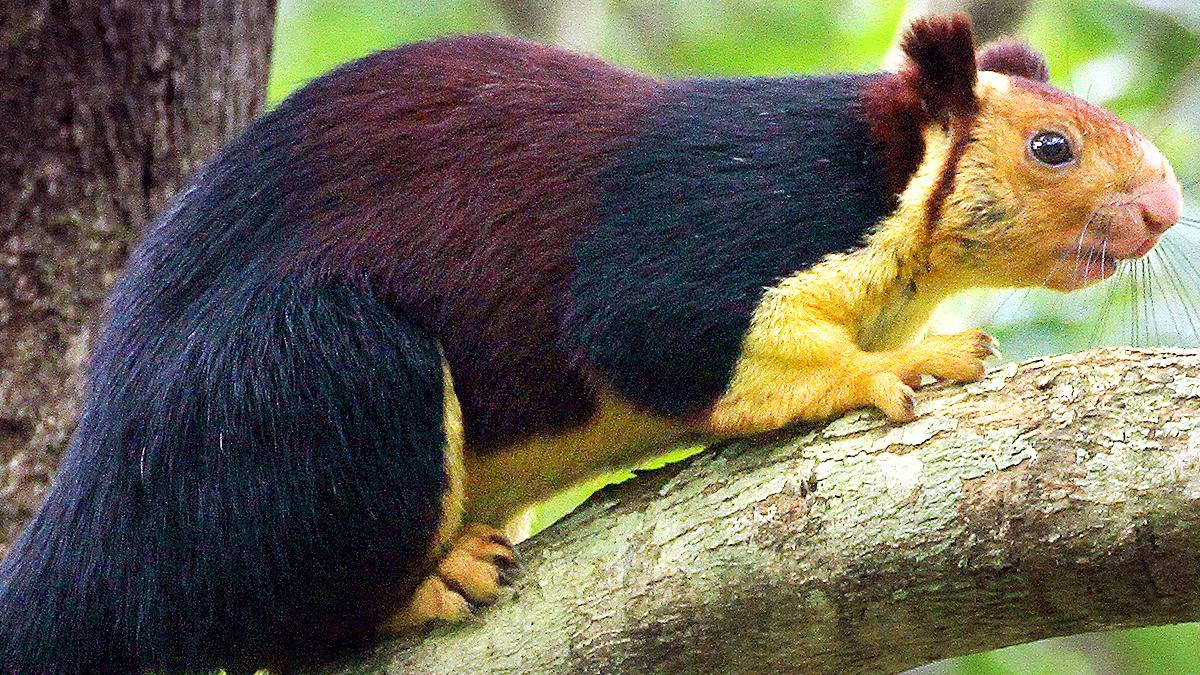 Giant Multicolor Squirrels