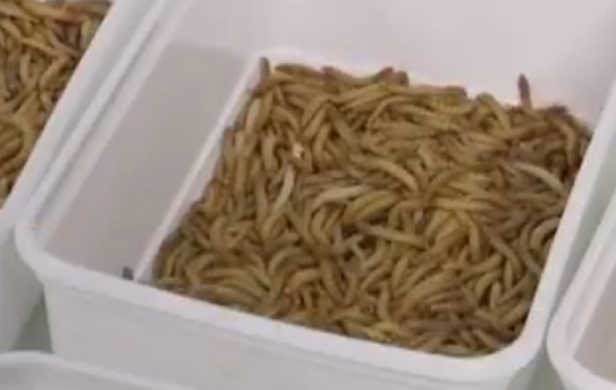 यूरोप में लोग खाएंगे कीड़े