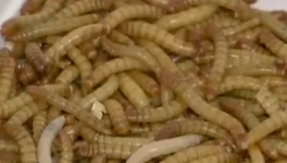 यूरोप में लोग खाएंगे कीड़े