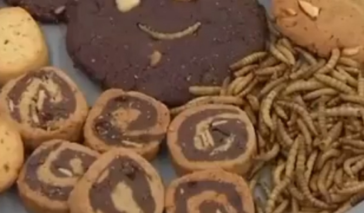 यूरोप में लोग खाएंगे कीड़े