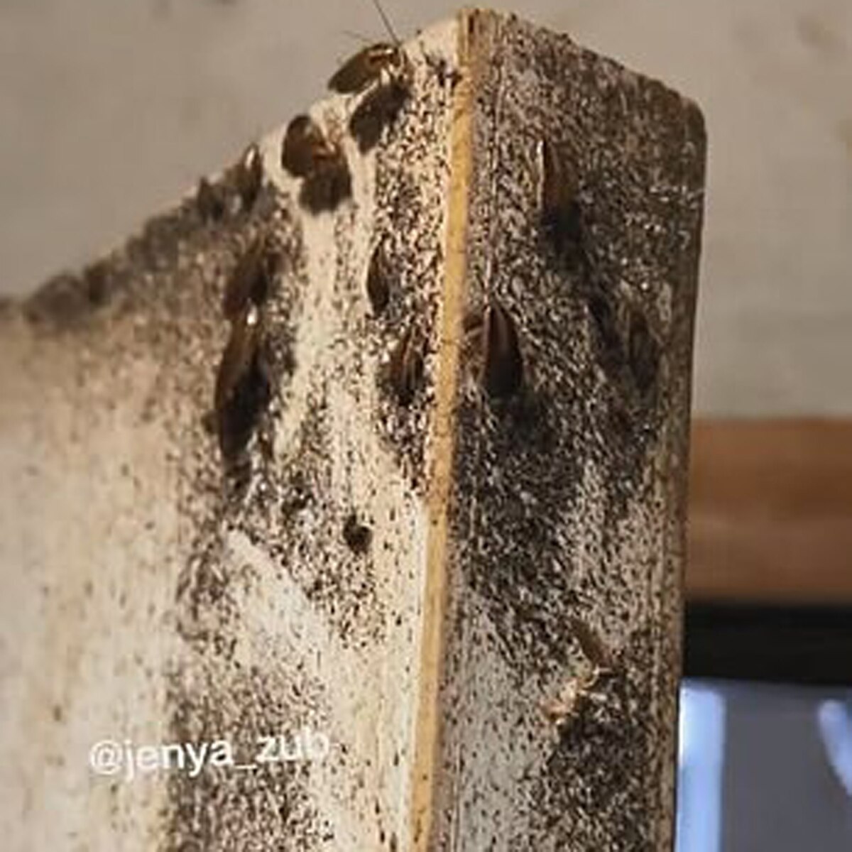 लिलिया का घर